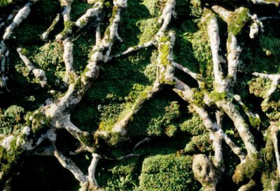 A TERRA VIVA GERA TODOS OS SERES VIVOS E NÓS