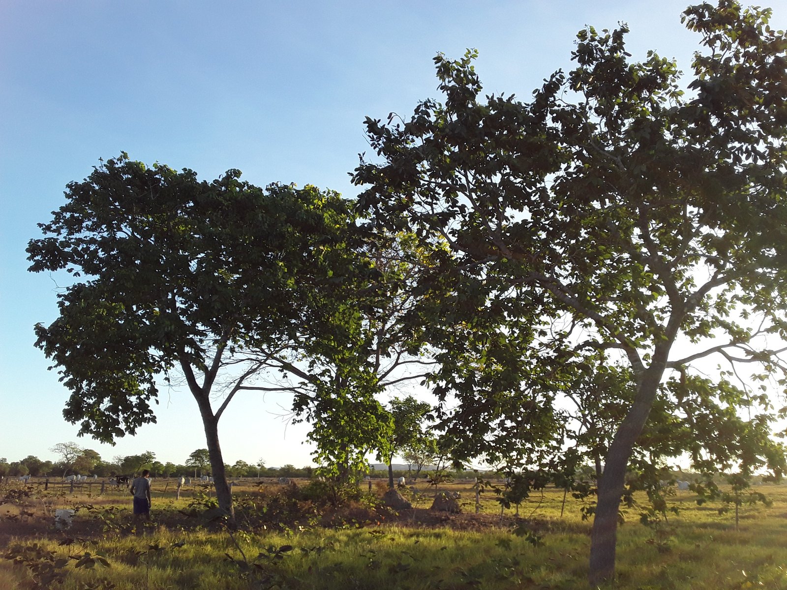 COLETORAS DE SEMENTES TENTAM EVITAR DESTRUIÇÃO DO CERRADO 2 a area de jatobazal que perdemos era parecida com essa varios pes de jatoba nesse porte que foram derrubados