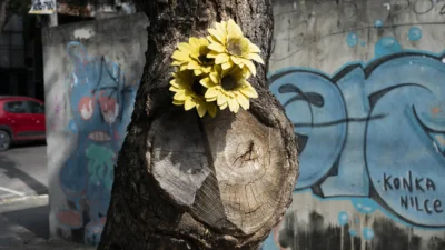 O COLAPSO DAS ÁRVORES EM MANAUS