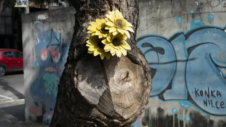 O COLAPSO DAS ÁRVORES EM MANAUS