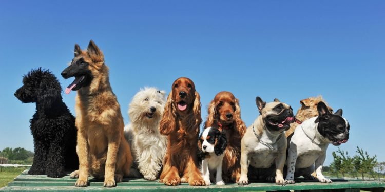 cachorros 1749068588341 750x375 1