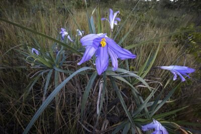 CANELA-DE-EMA: UM TESOURO DO CERRADO BRASILEIRO 