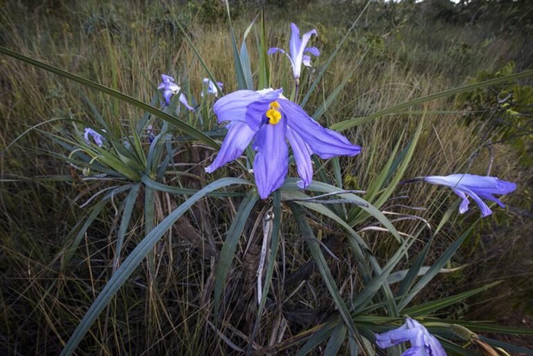 CANELA-DE-EMA: UM TESOURO DO CERRADO BRASILEIRO 