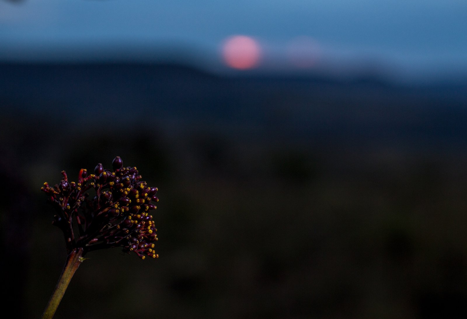 Flor de Chapeu de couro
