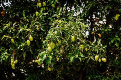 À SOMBRA DA MANGUEIRA 