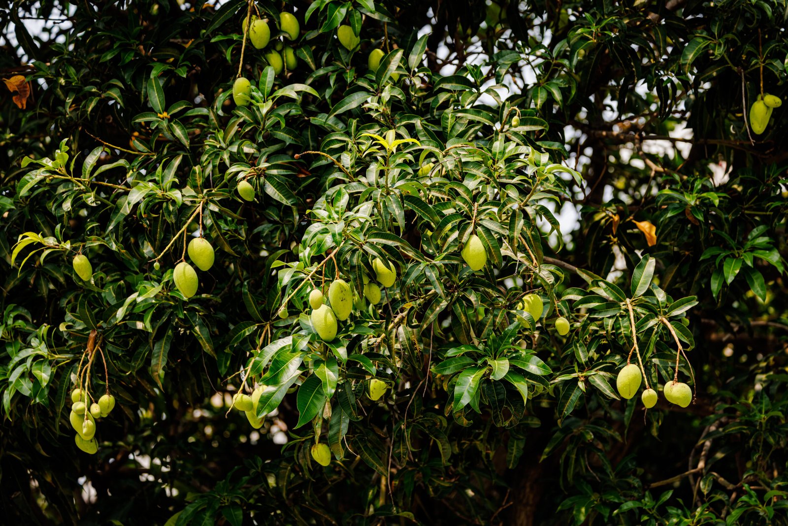 À SOMBRA DA MANGUEIRA 
