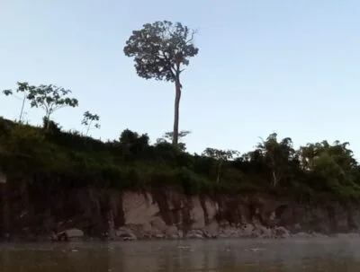 O MENINO E A CASTANHEIRA