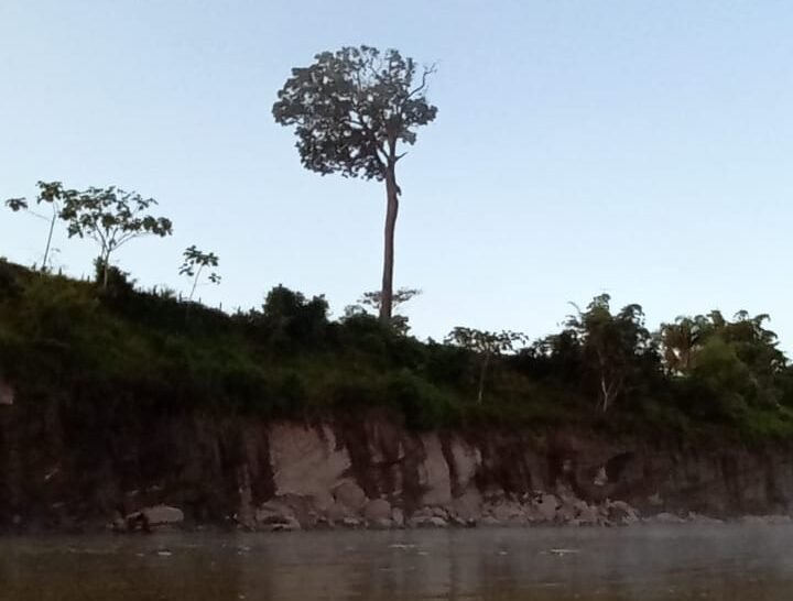 O MENINO E A CASTANHEIRA