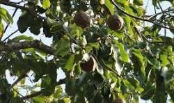 castanheira portal amazonia