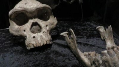 COMO FÓSSEIS DA GEÓRGIA ESTÃO REESCREVENDO A HISTÓRIA?