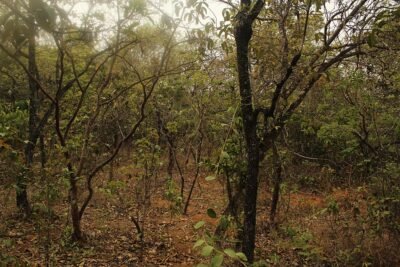 MAPBIOMAS ANUNCIA SAD NO CERRADO