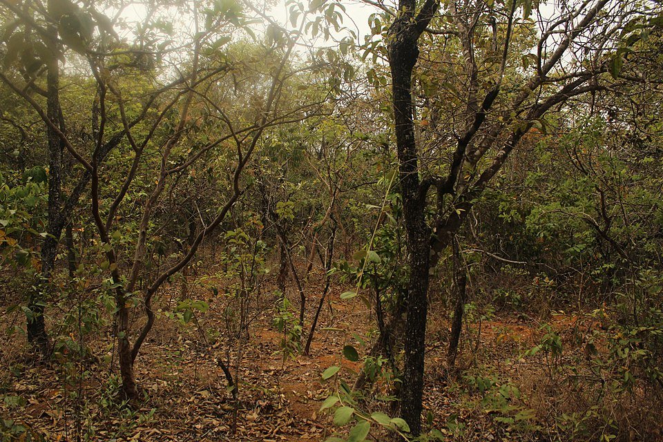 O CARÁTER XEROMORFO DO CERRADO 4 960px Flona Paraopeba Meio do cerrado