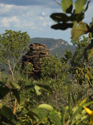O CARÁTER XEROMORFO DO CERRADO