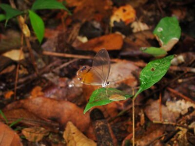 BORBOLETAS DA AMAZÔNIA ESTÃO PERDENDO A COR