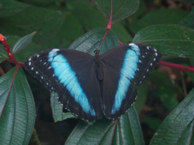 Foto 5. Borboleta do genero Morpho Foto Cristiano Agra Iserhard 400x300 1