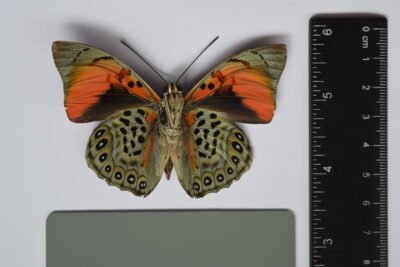 Foto 9. Prepona narcissus vista ventral macho Foto Ricardo Luis Spaniol 400x267 1