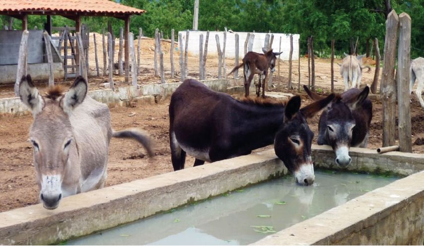 "O JUMENTO É NOSSO IRMÃO"