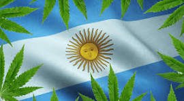 MACONHA ARGENTINA SECHAT