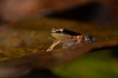 sapo-foguetinho-allobates-goianus