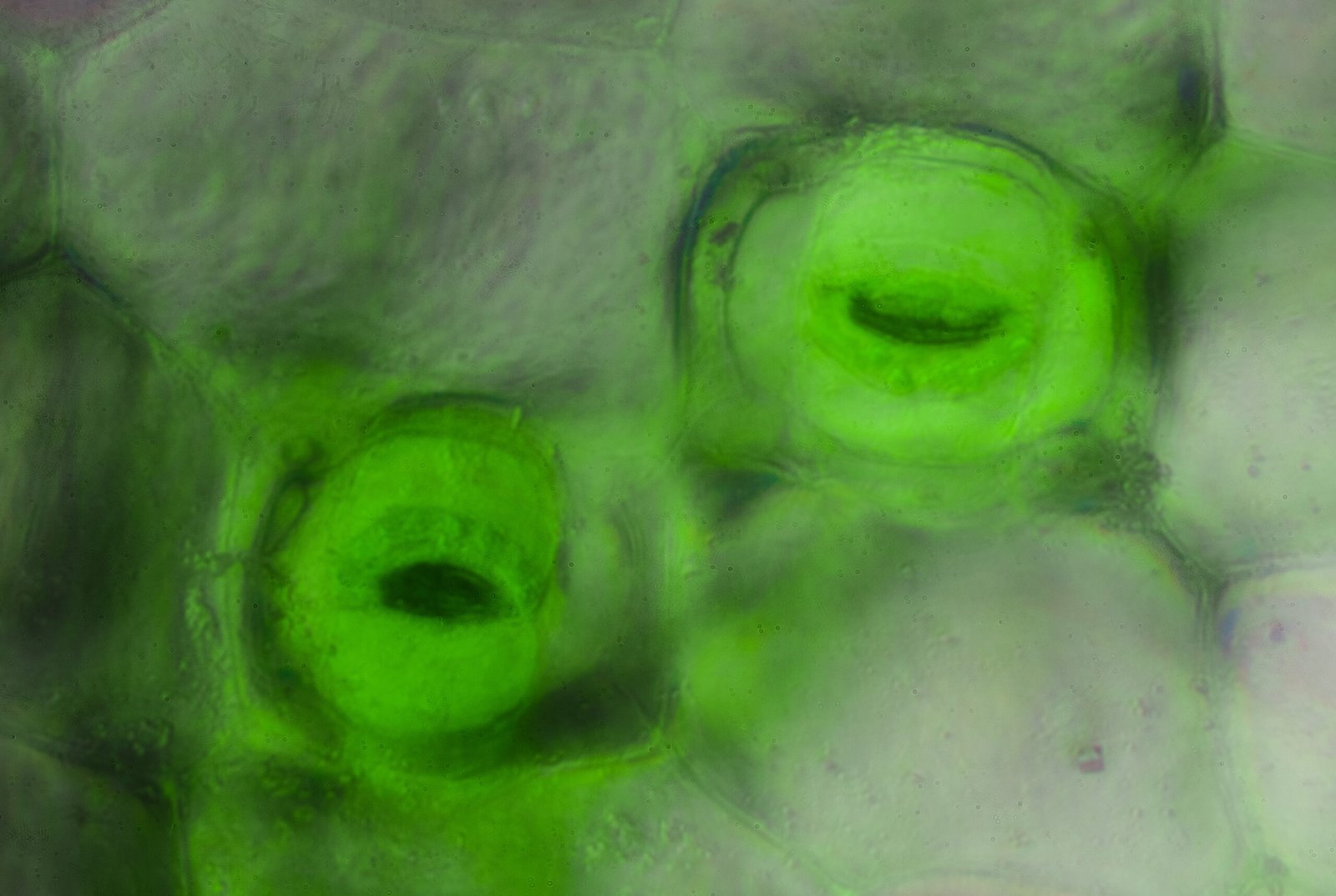 O CARÁTER XEROMORFO DO CERRADO 3 Stomata Pores of a Plant Leaf scaled