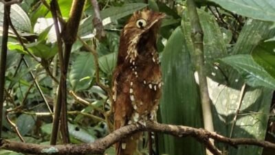 Projeto Uxirana: artesanato caboclo realiza Vivências Arte na Mata, caminhada em trilhas na FloNA do Purus para reconhecimento de espécies