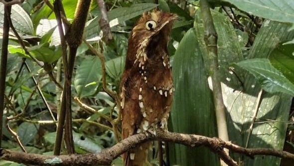 Projeto Uxirana: artesanato caboclo realiza Vivências Arte na Mata, caminhada em trilhas na FloNA do Purus para reconhecimento de espécies