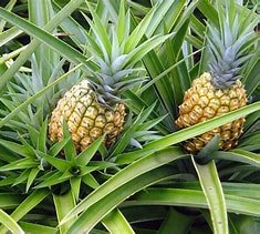 abacaxi segredos do mundo