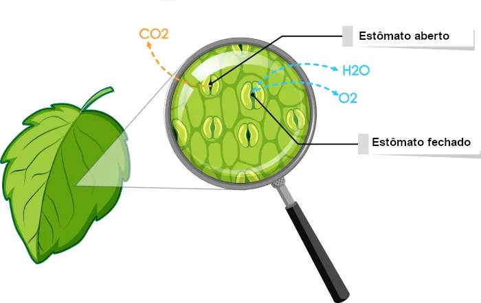 O CARÁTER XEROMORFO DO CERRADO 1 abertura fechamento estomato