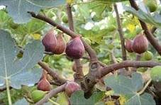 FIGO NÃO É FRUTA, É FLOR! 3 figo planta ibf 1