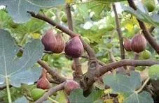 figo planta ibf 1