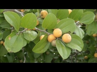 JUAZEIRO: A CARA DA PAISAGEM DO SERTÃO NORDESTINO 3 jUAZEIRO YOU TUBE