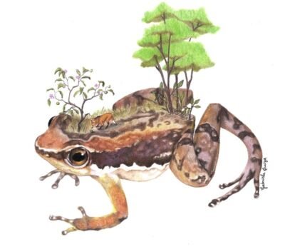 sapo foguetinho gabriela luiza conexao planeta