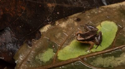 sapo foguetinho pedro peloso 2 conexao planeta