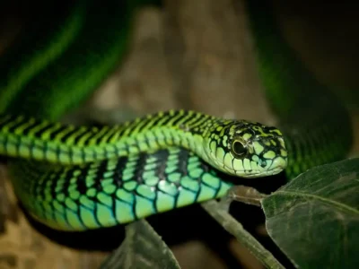 serpente Boomslang