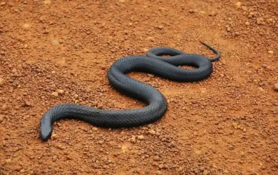 serpente cobra preta Black Tiger Snakes