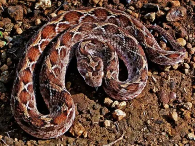 serpente vibora escamosa Saw Scaled Viper
