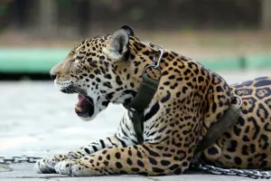 ONÇA JUMA: MORRER, NÃO PRECISAVA! 1 onca juma scaled 1