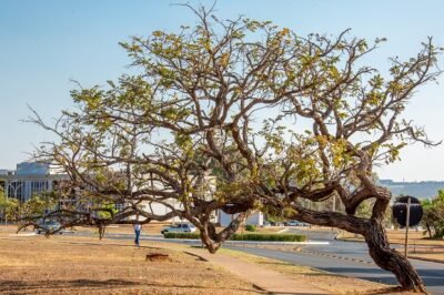 POVOS TRADICIONAIS ELEVAM VOZES EM DEFESA DO CERRADO
