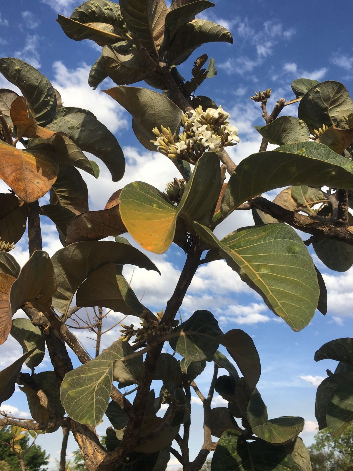 WhatsApp Image 2026 02 12 at 11.23.02 1