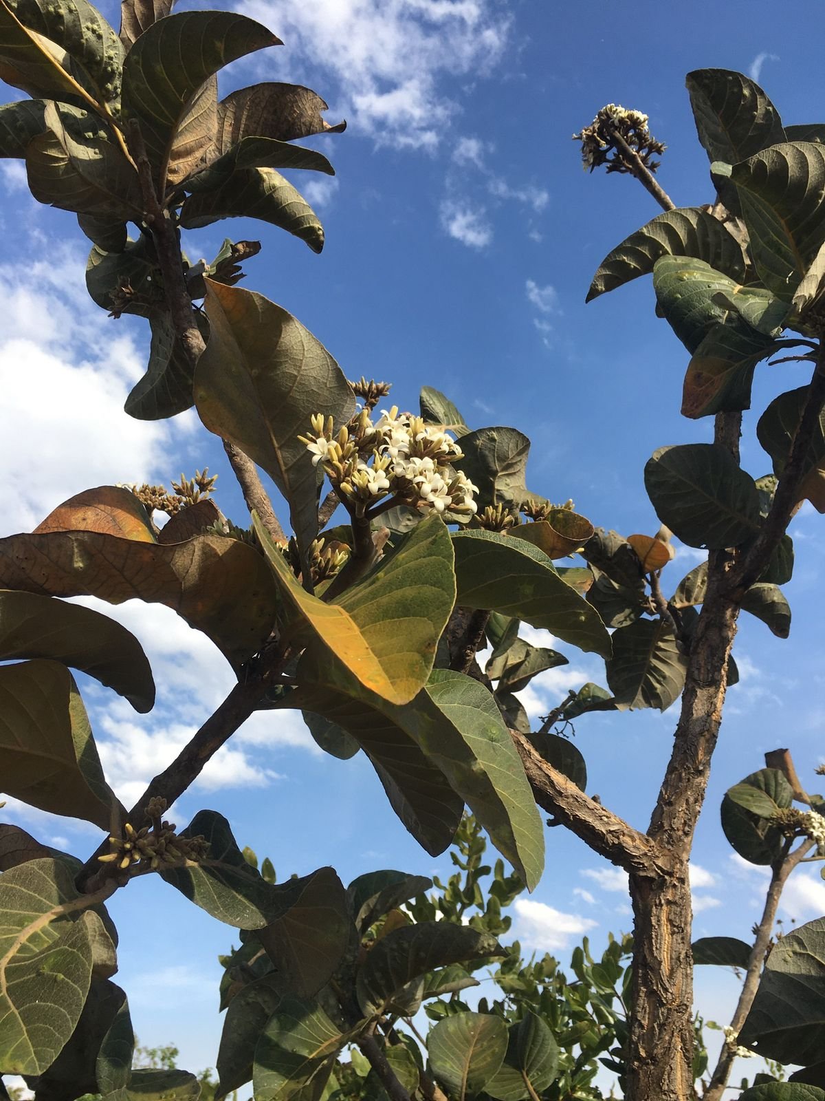 WhatsApp Image 2026 02 12 at 11.23.02 2