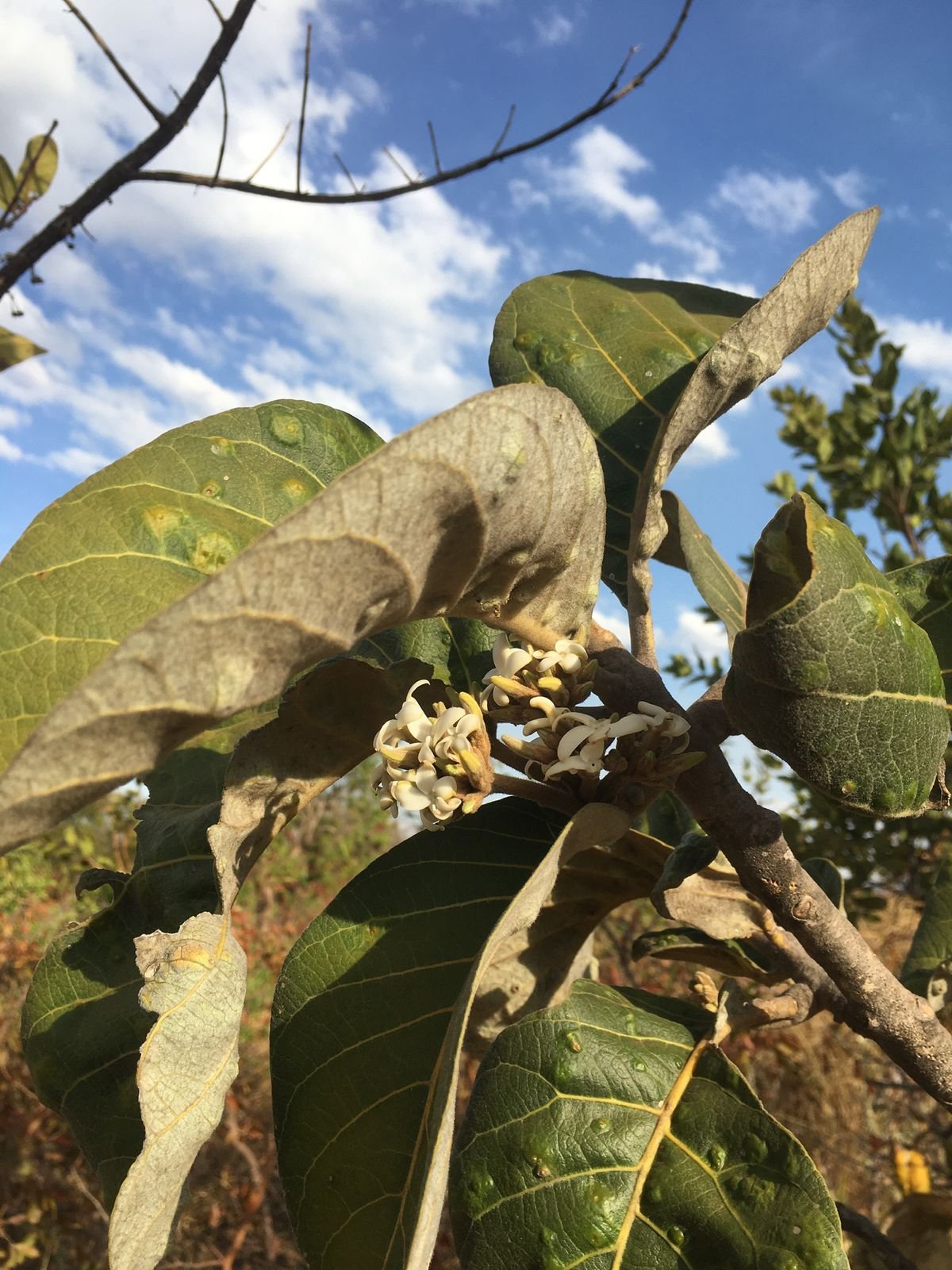 WhatsApp Image 2026 02 12 at 11.23.02 3