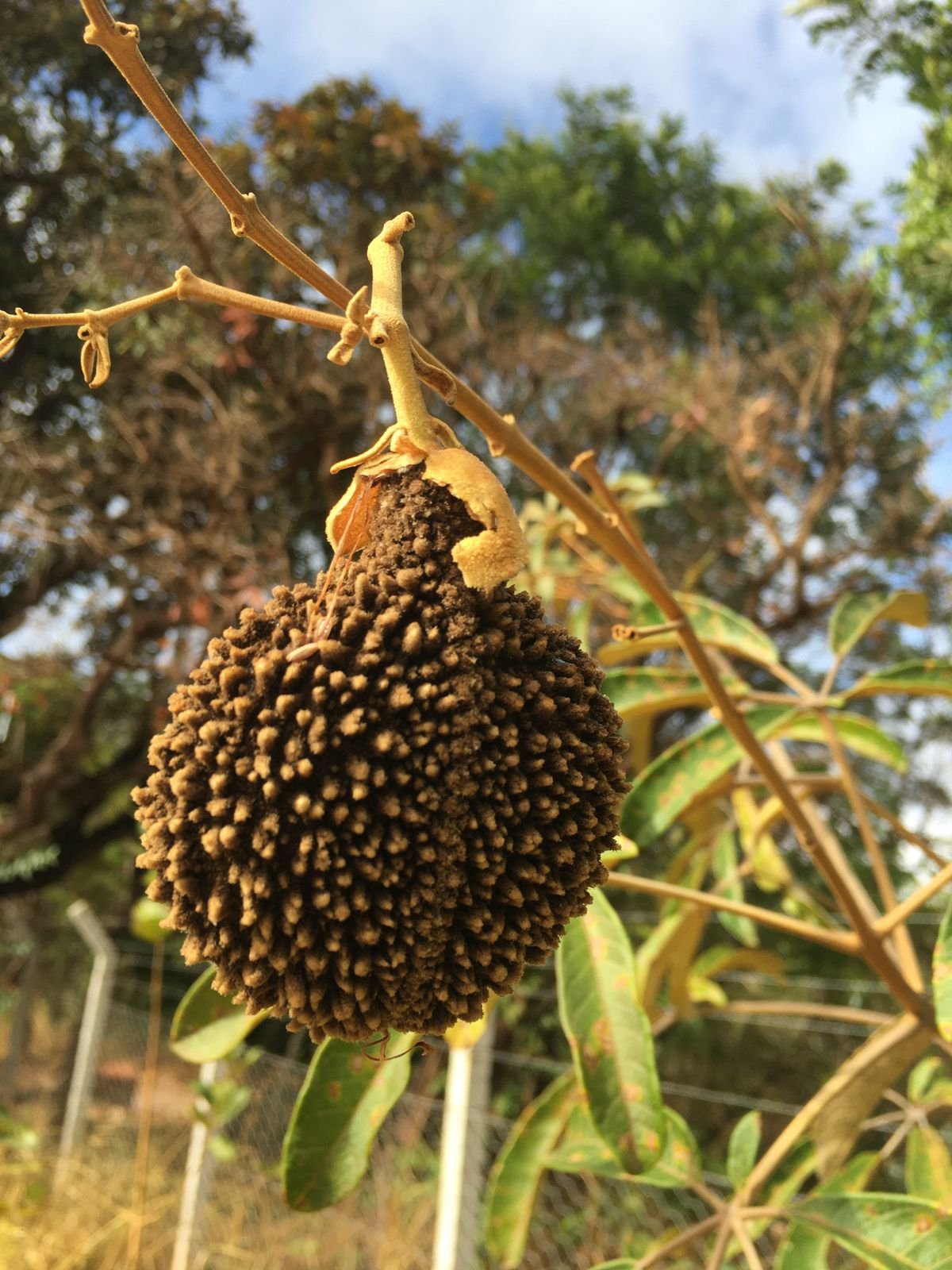 WhatsApp Image 2026 02 12 at 11.23.02