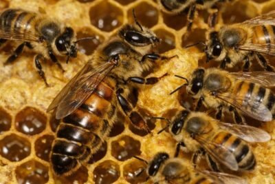 O PODER DAS ABELHAS-RAINHAS PARA O EQUILÍBRIO ECOLÓGICO