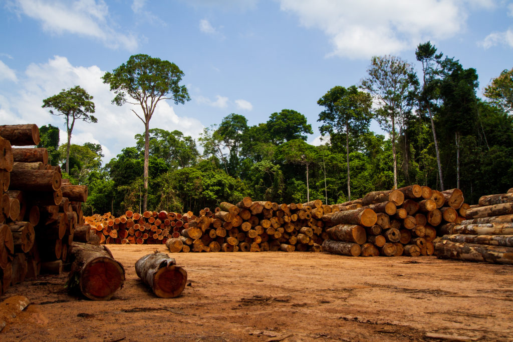 HOME 5 PAU-BRASIL: ÁRVORE-SÍMBOLO DO PAÍS EM RISCO DE EXTINÇÃO