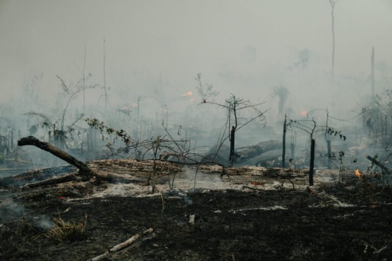LACUNAS NA LEGISLAÇÃO AGRÁRIA INCENTIVAM GRILAGEM E DESMATAMENTO