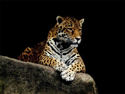 ONÇA-PINTADA, A SOBERANA DA AMÉRICA DO SUL 1 Panthera onca in zoo