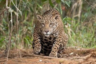Onça-pintada caminha em direção à câmera por uma área de vegetação rasteira. Com o corpo baixo e o olhar atento, o animal aparece em destaque entre capim seco e folhas verdes, em seu habitat natural.