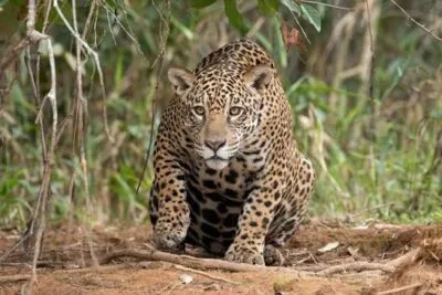 Onça-pintada caminha em direção à câmera por uma área de vegetação rasteira. Com o corpo baixo e o olhar atento, o animal aparece em destaque entre capim seco e folhas verdes, em seu habitat natural.