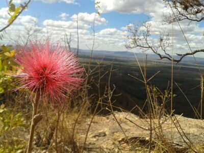 CAATINGAS E CERRADOS 1 Flor do Cerrado no Itiquira