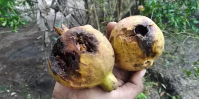 VIGILÂNCIA POPULAR EXPÕE CONTAMINAÇÃO POR AGROTÓXICOS NO CERRADO